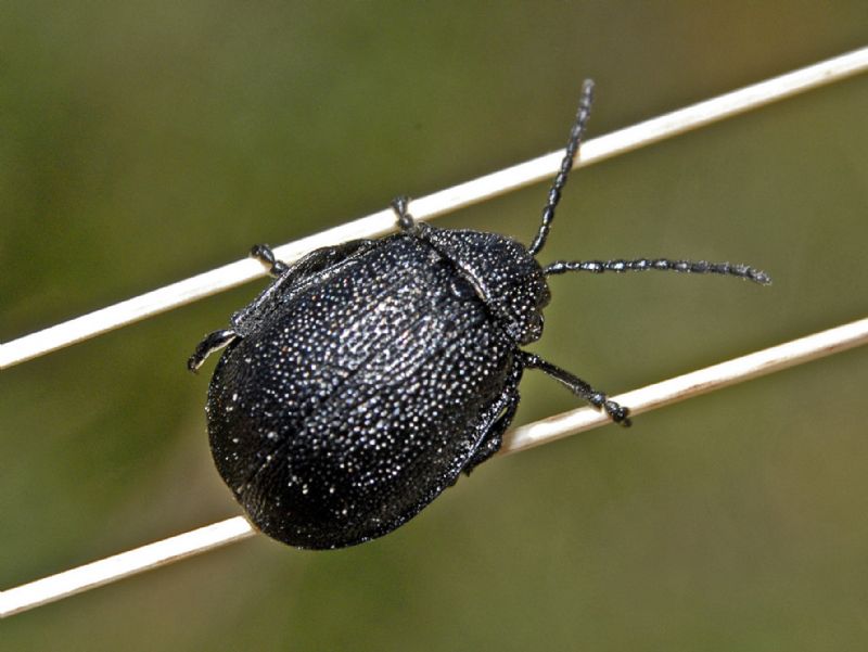 Galeruca tanaceti, Chrysomelidae